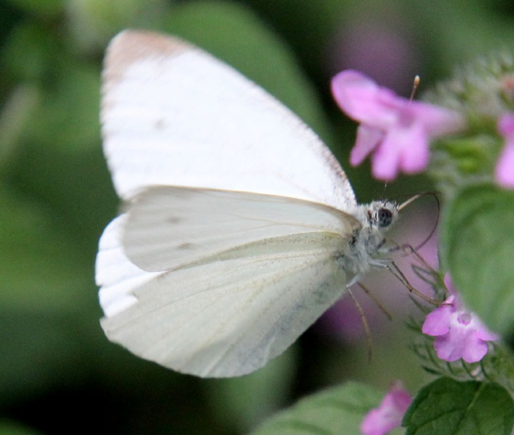 Pieris napi?  S